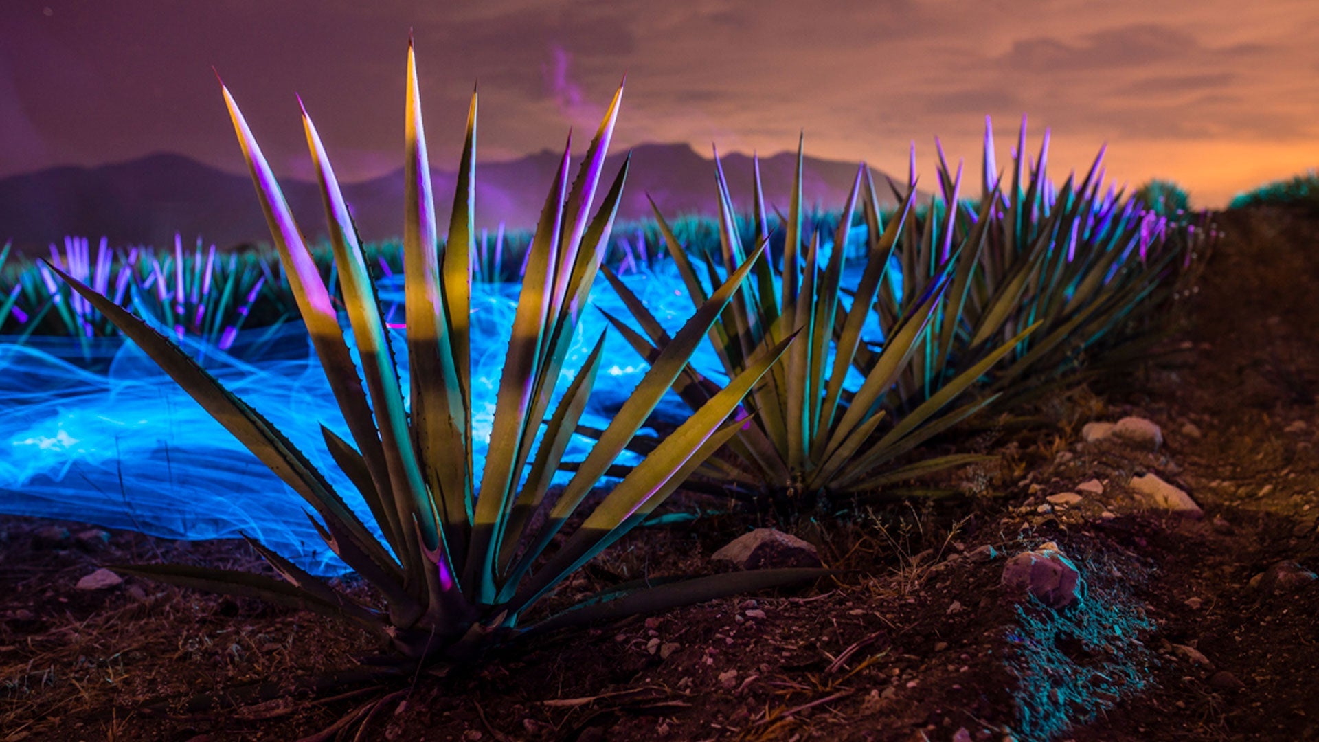 Diferentes agaves, un mismo amor