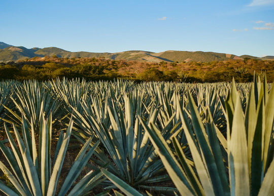 At Mezcal Amarás, You Can See the Art of Making Mezcal Firsthand