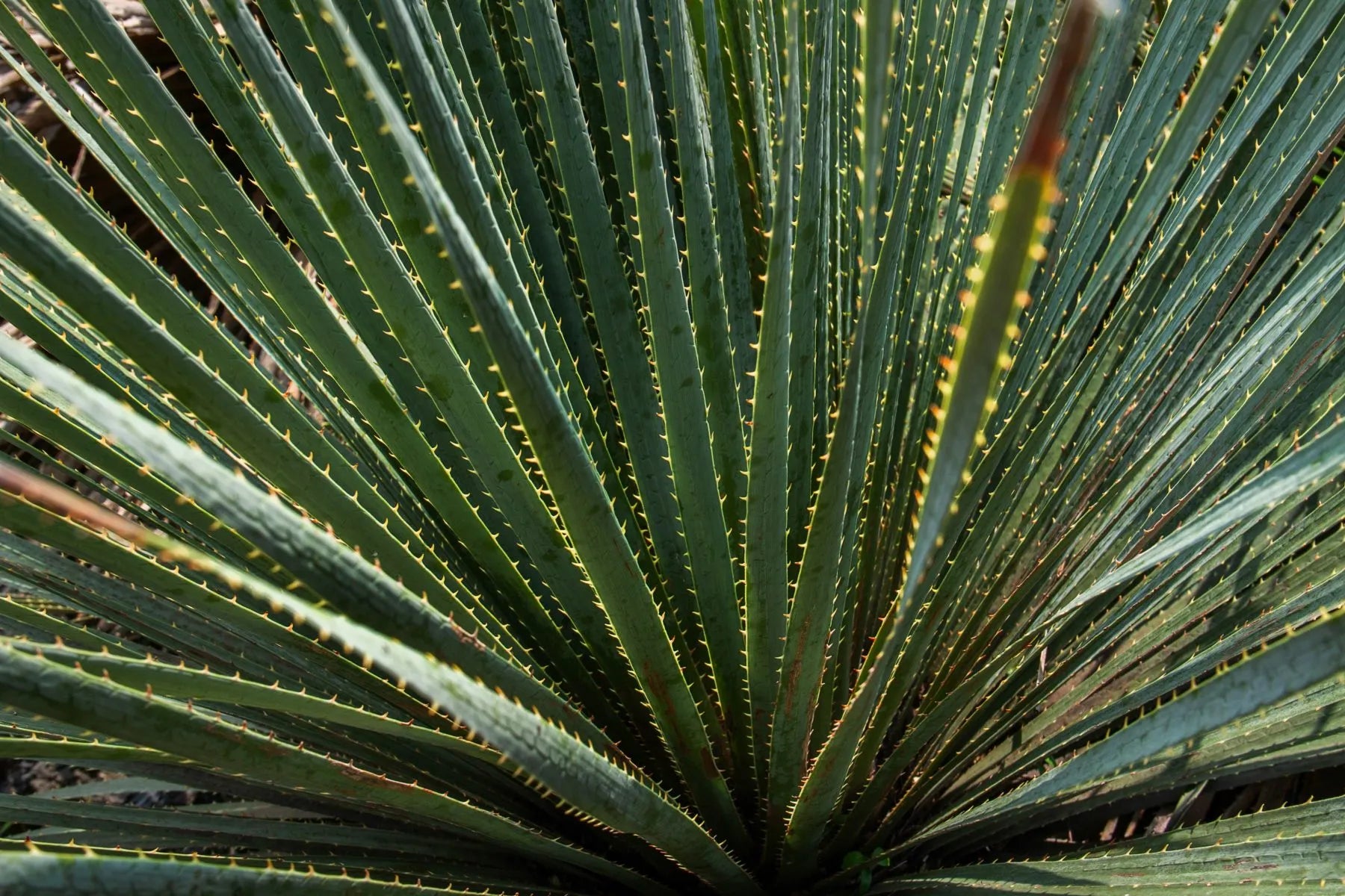 ¡Los paradigmas del mezcal! Por tres protagonistas de coctelería
